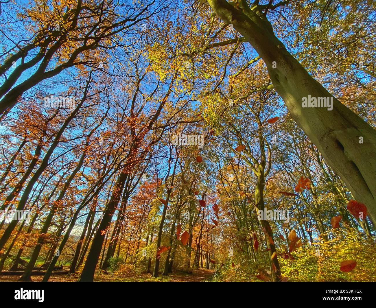 La caduta di foglie di autunno Foto Stock