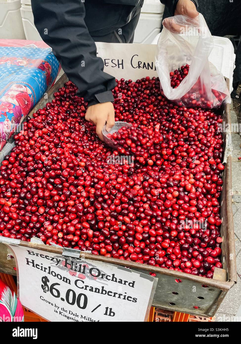 Mirtilli freschi locali in un mercato agricolo Foto Stock