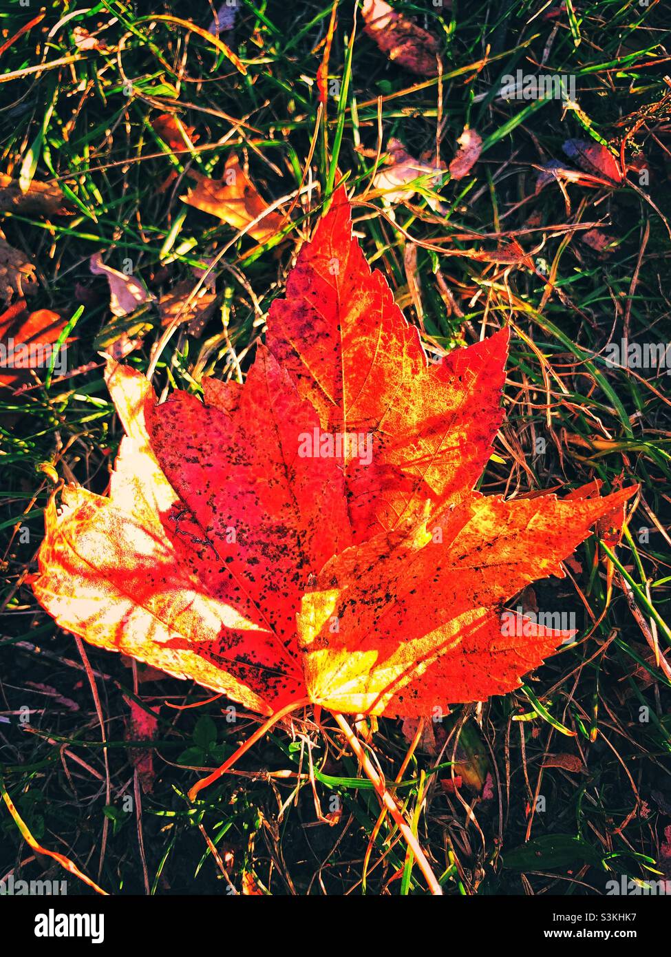L'autunno lascia su sfondo erboso. - Immagine stock catturata con smartphone