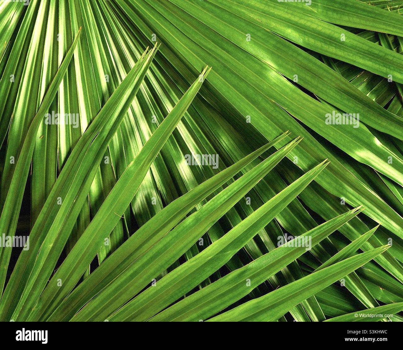 Palm tree foglie Foto Stock