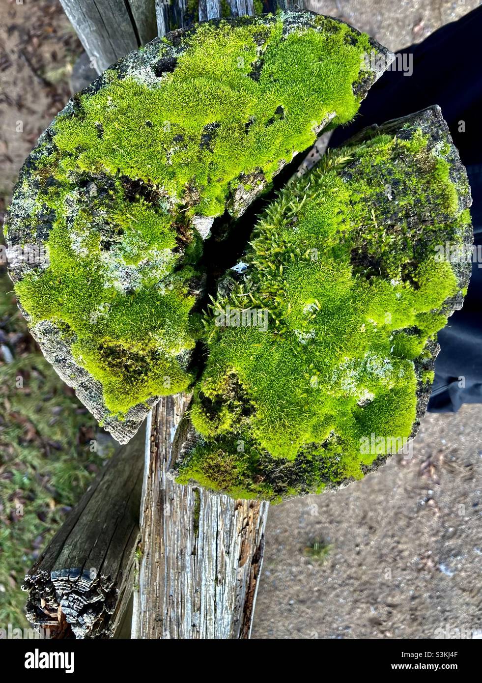 Muschio verde - Immagine stock catturata con smartphone