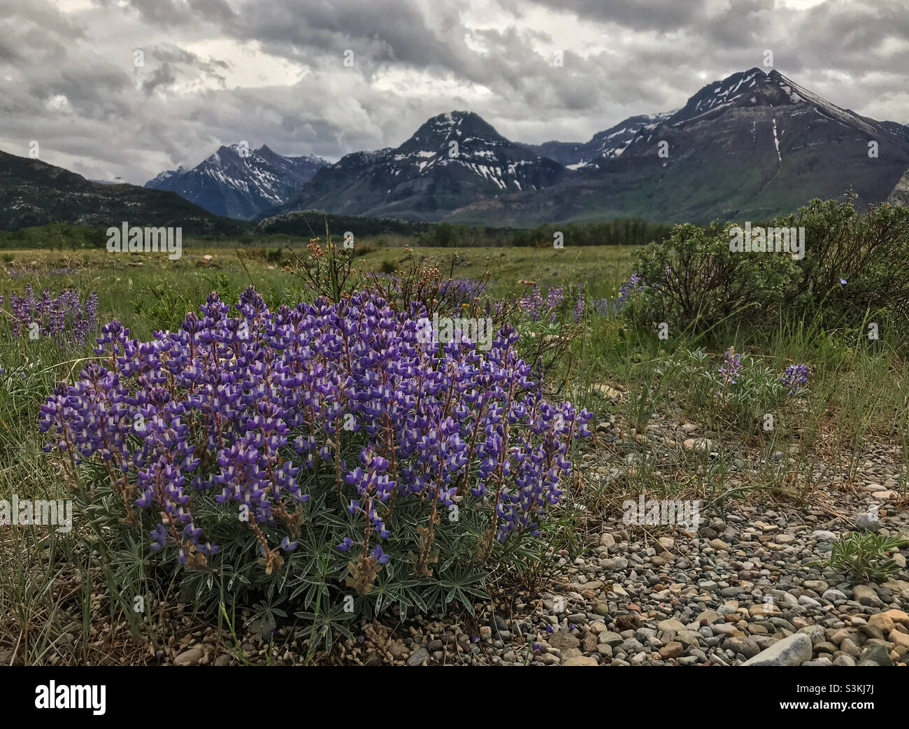 Fiori di campo viola di un prato alpino con cime rocciose sullo sfondo, in una giornata estiva nuvolosa. Waterton Lakes National Park, Alberta, Canada. - Immagine stock catturata con smartphone