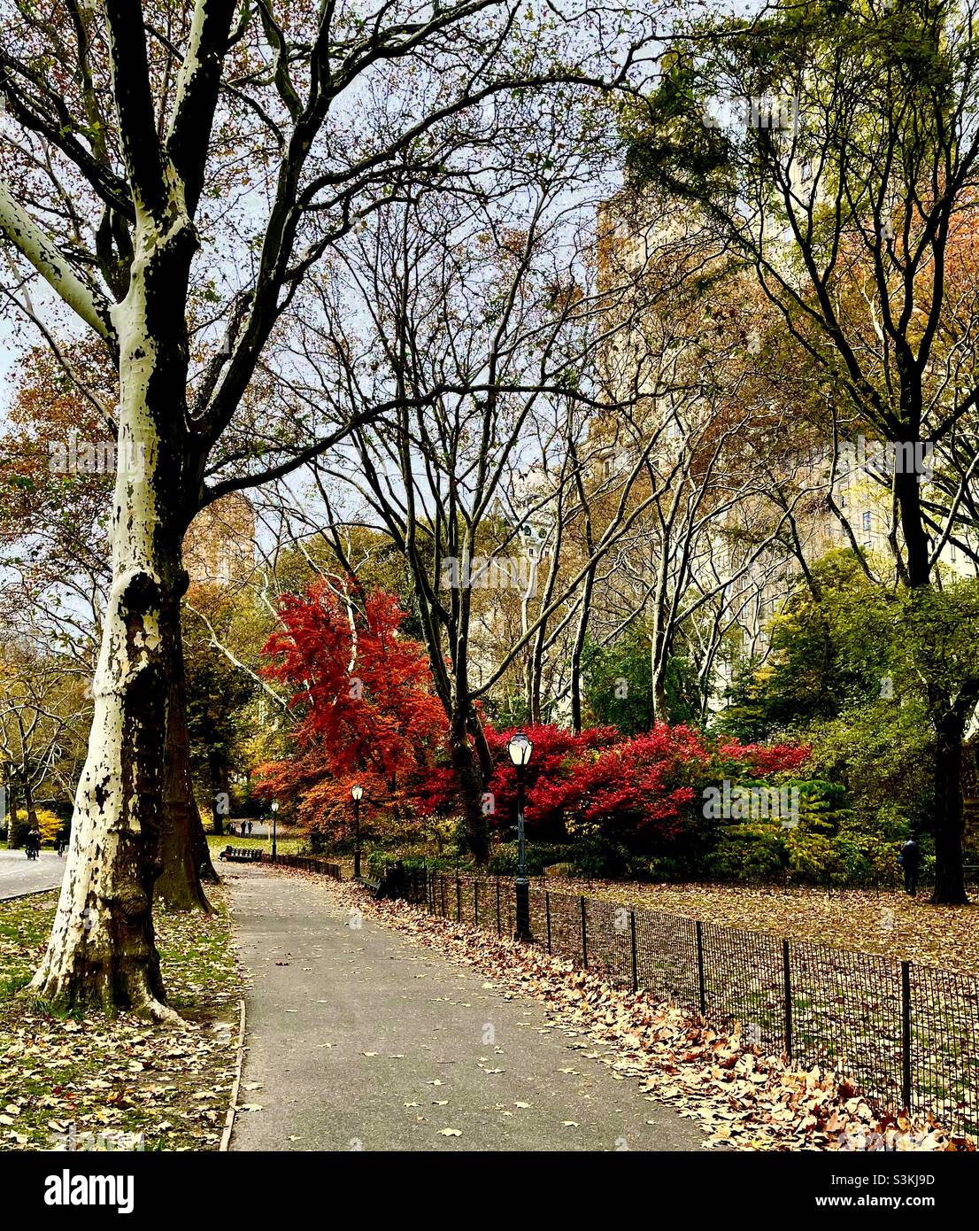 Questa foto sembra un dipinto di foglie autunnali sugli alberi di Central Park New York City Foto Stock