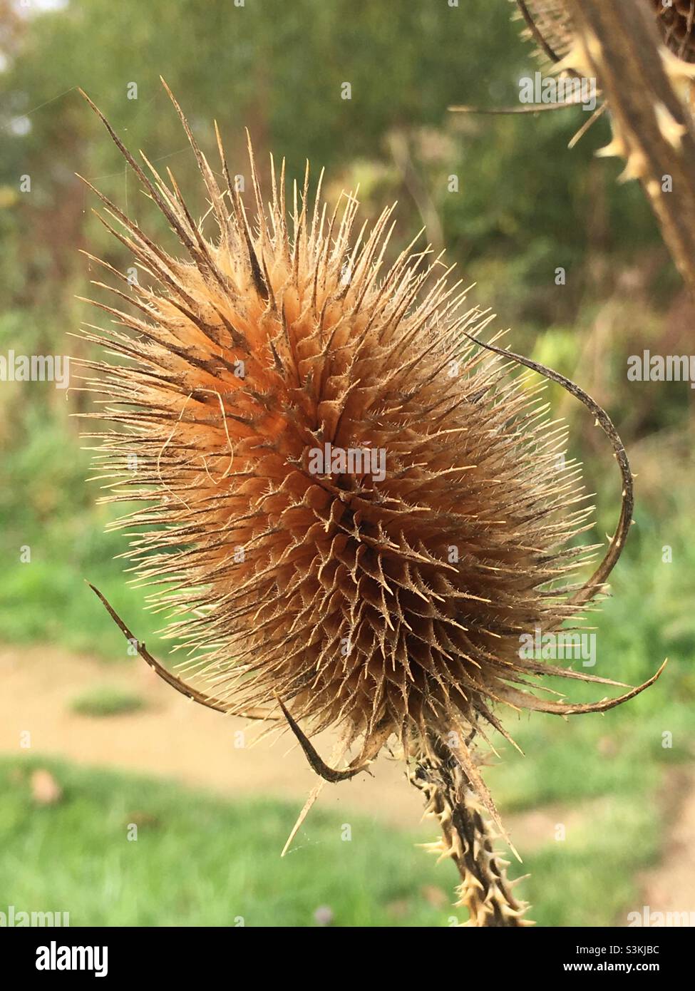 Primo piano della testa di seme di Teasel Foto Stock