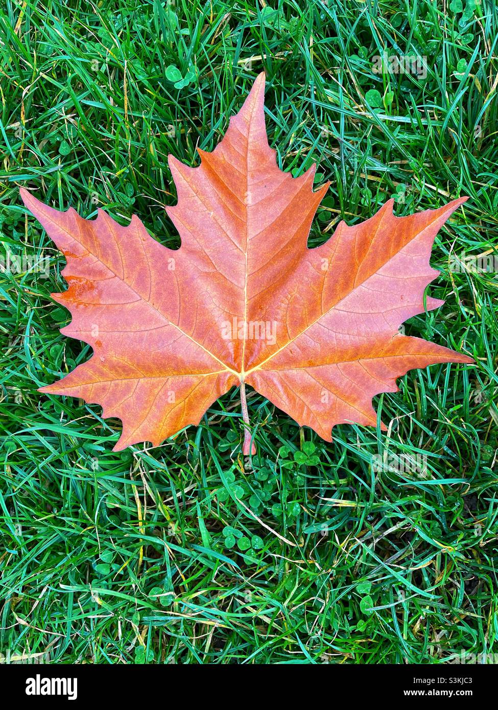Foglia di Sycamore su sfondo erboso, autunno. Foto Stock