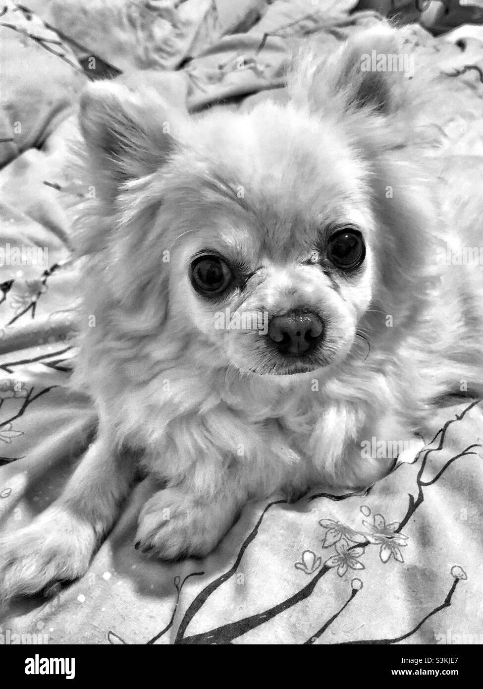 Un animale domestico Chihuahua che si posa su un letto mentre guarda direttamente la macchina fotografica - Immagine stock catturata con smartphone