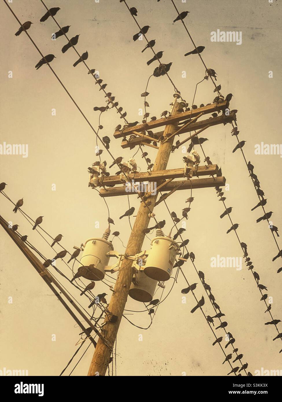 Uccelli neri seduti su linee elettriche durante la migrazione in autunno o inverno - Immagine stock catturata con smartphone