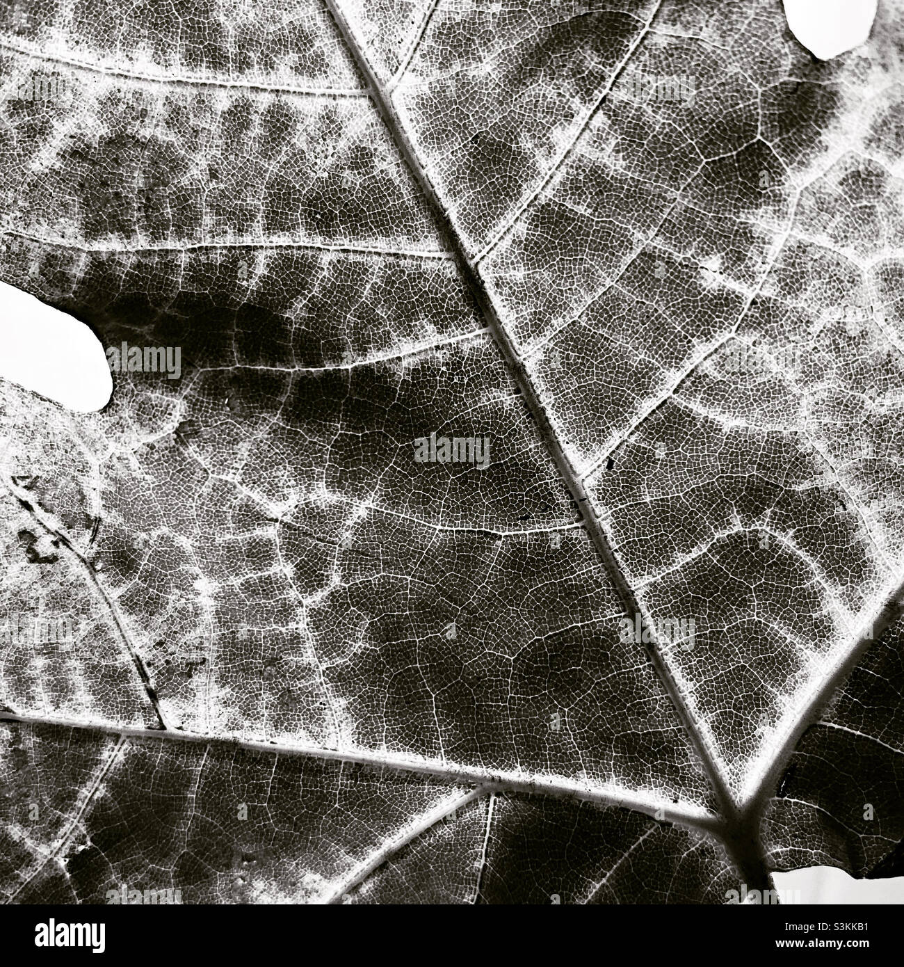 Primo piano delle foglie in bianco e nero Foto Stock