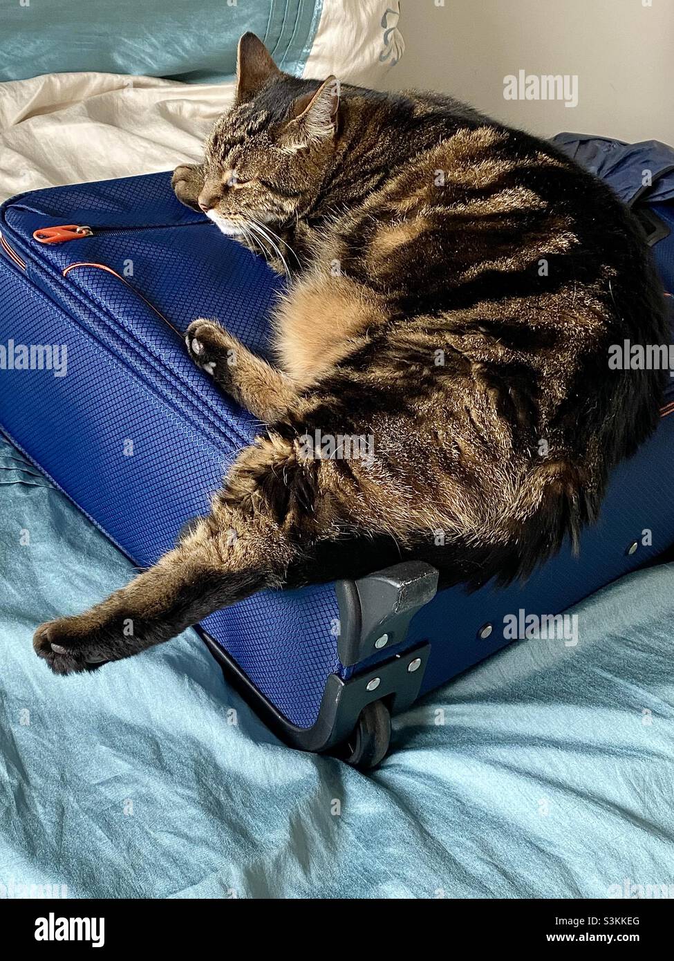 Il gatto tabby si allungò sulla parte superiore di una valigia Foto Stock