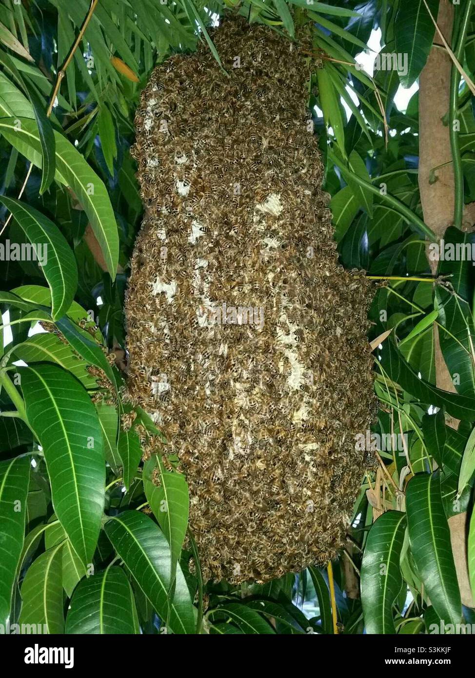 Sciame di ape in albero - Immagine stock catturata con smartphone