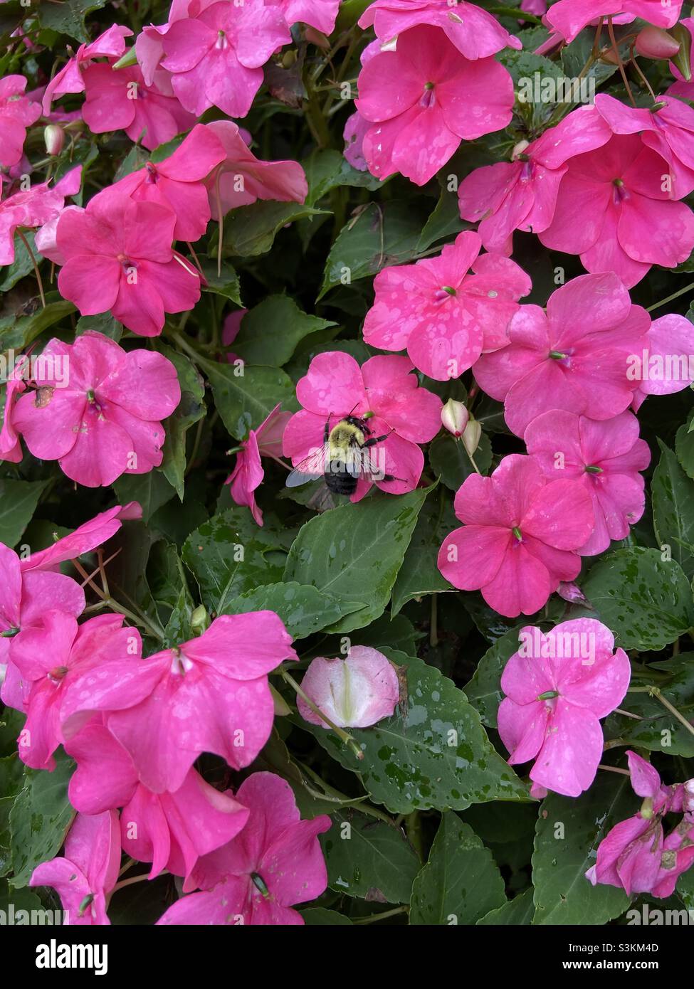 Ape che brulica nei fiori rosa Impatiens Foto Stock