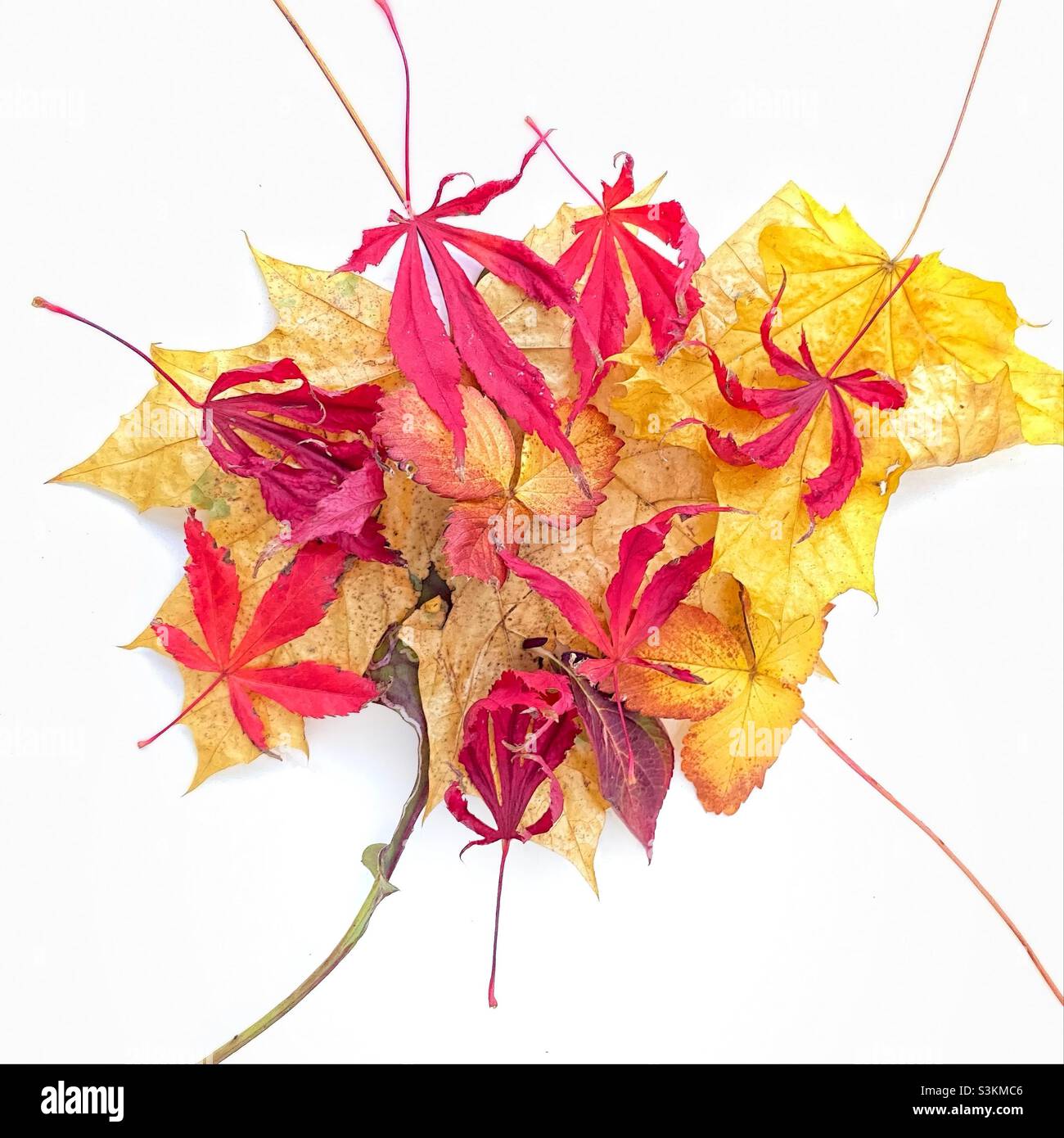 Foglie d'autunno disposte in un modello. Foto Stock