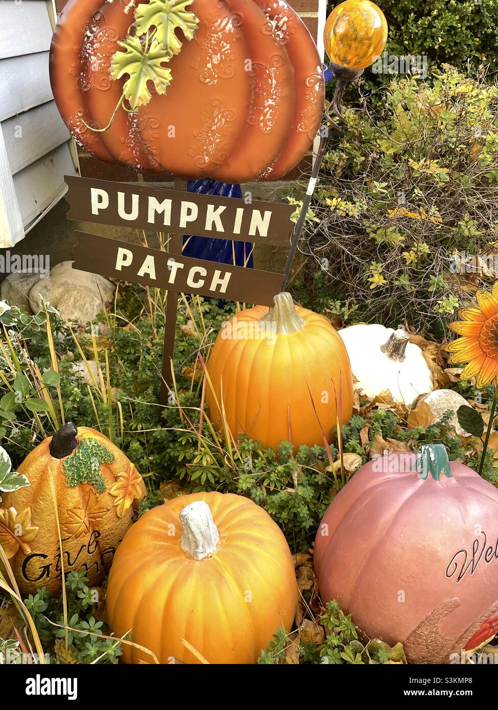 L'arredamento autunnale si trova tra piante vive creando una "toppa di zucca" in un angolo giardino del cortile di una casa nello Utah, Stati Uniti. - Immagine stock catturata con smartphone