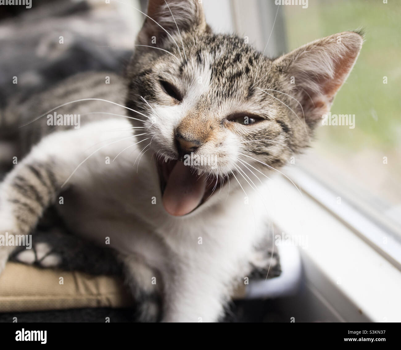 Gialle tabby grigio e bianco - Immagine stock catturata con smartphone
