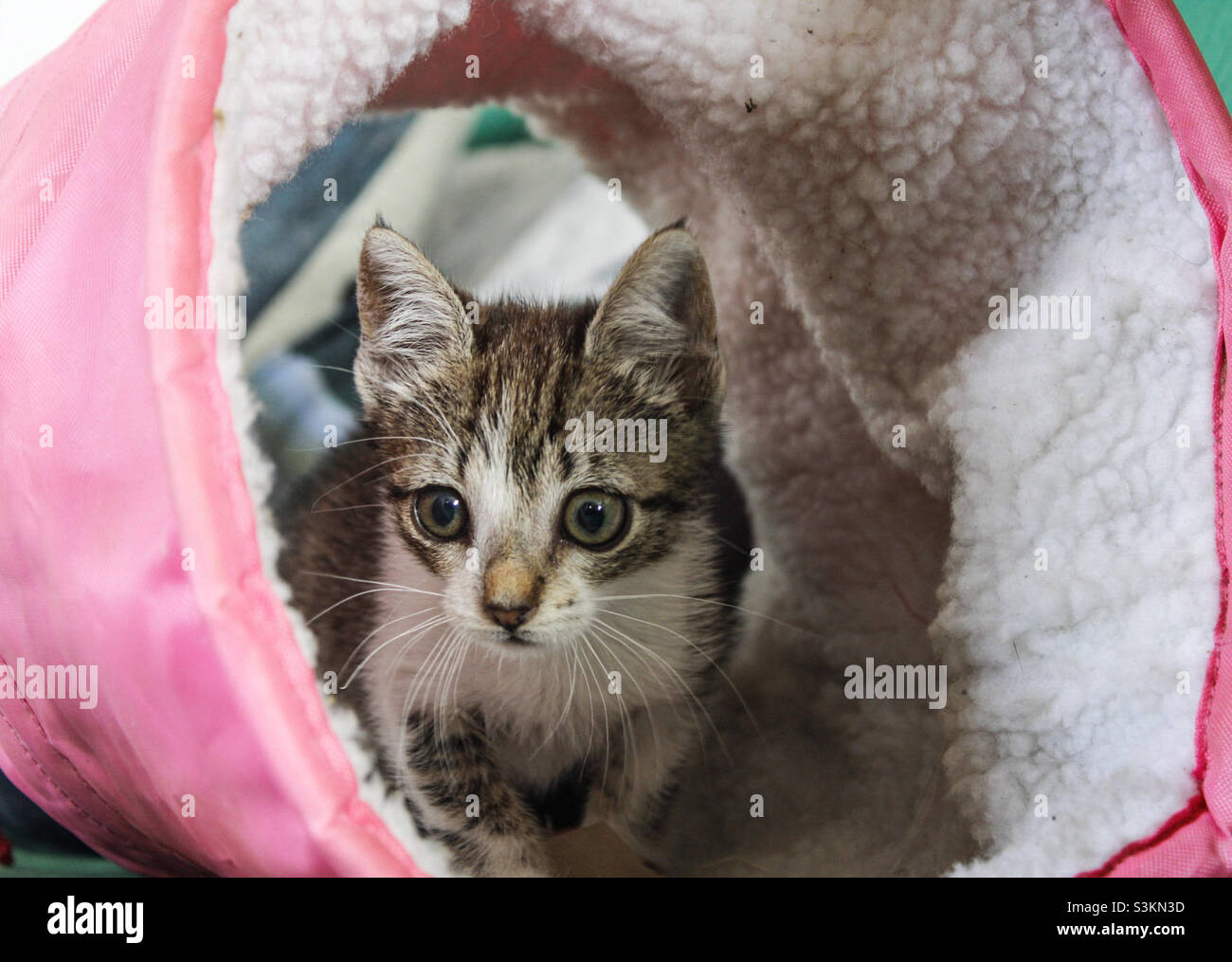 Il gattino grigio e bianco si sbuccia da un giocattolo a tubo di gatto rosa e bianco Foto Stock