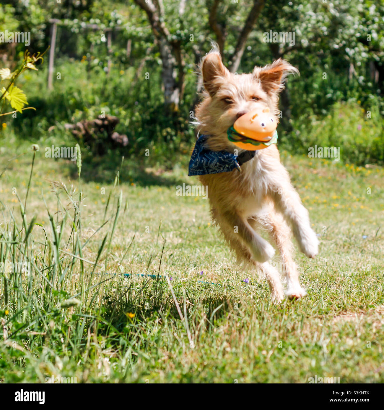Un cane più terrier corre intorno al giardino con il suo giocattolo a forma di hamburger squeak in bocca - Immagine stock catturata con smartphone