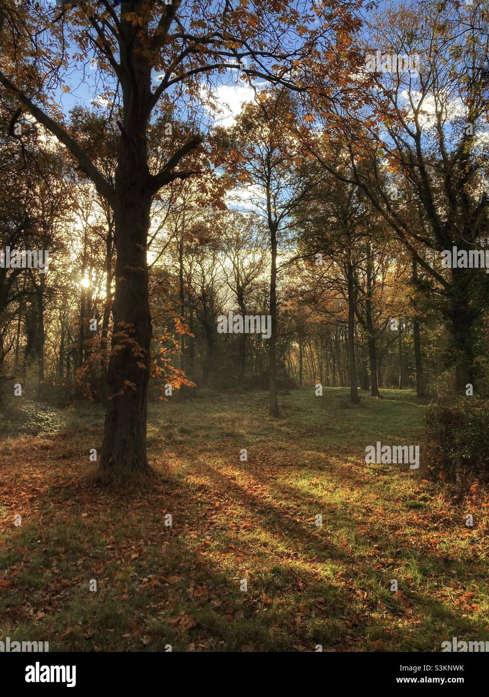 Luce solare autunno brillante in una radura boschiva Foto Stock