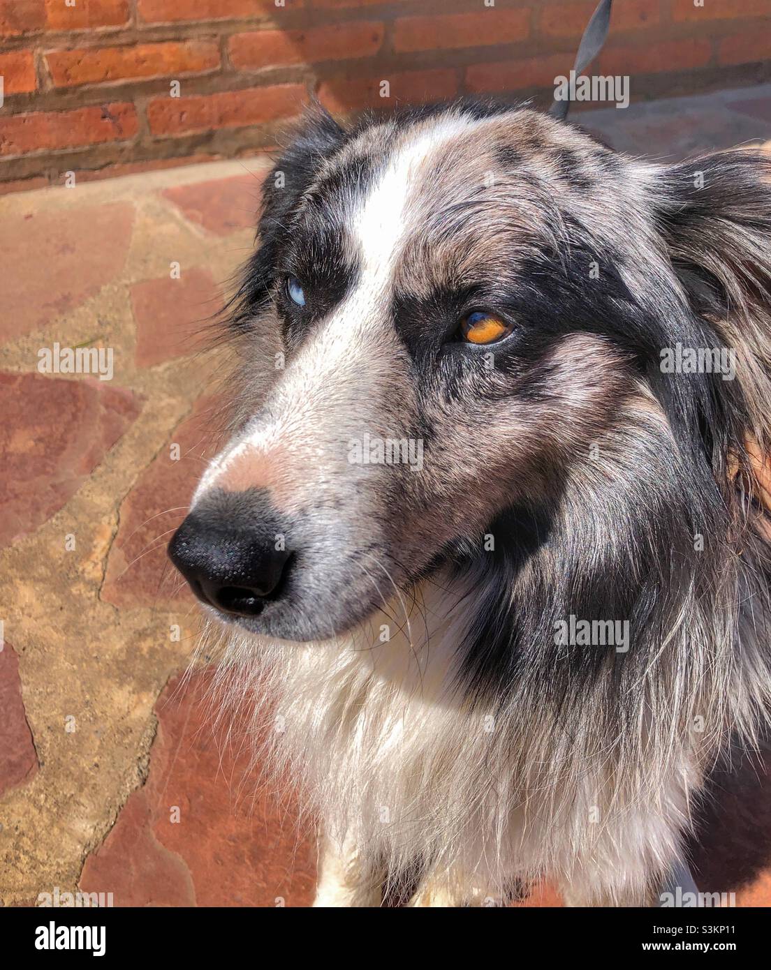 Un primo piano di un cane bianco e nero con due occhi di colore diverso. Foto Stock
