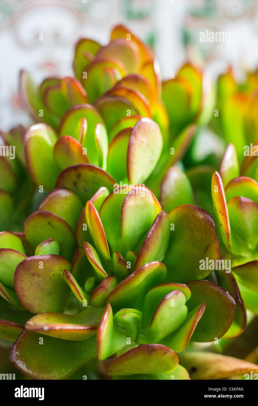 Primo piano di un impianto di giada Foto Stock