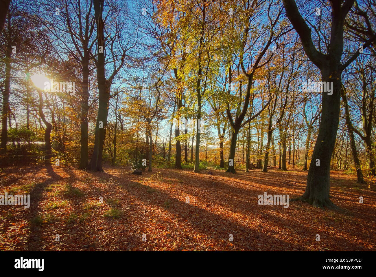 Woodland in autunno luce tardo pomeriggio Foto Stock