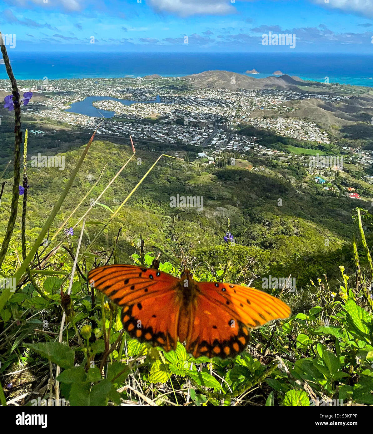Farfalla sopra Oahu Foto Stock