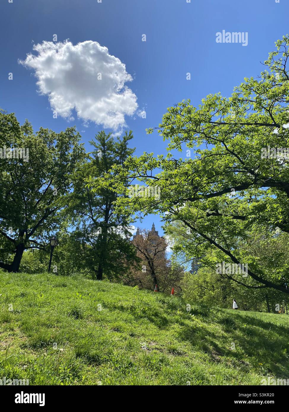 La nuvola e gli alberi. - Immagine stock catturata con smartphone