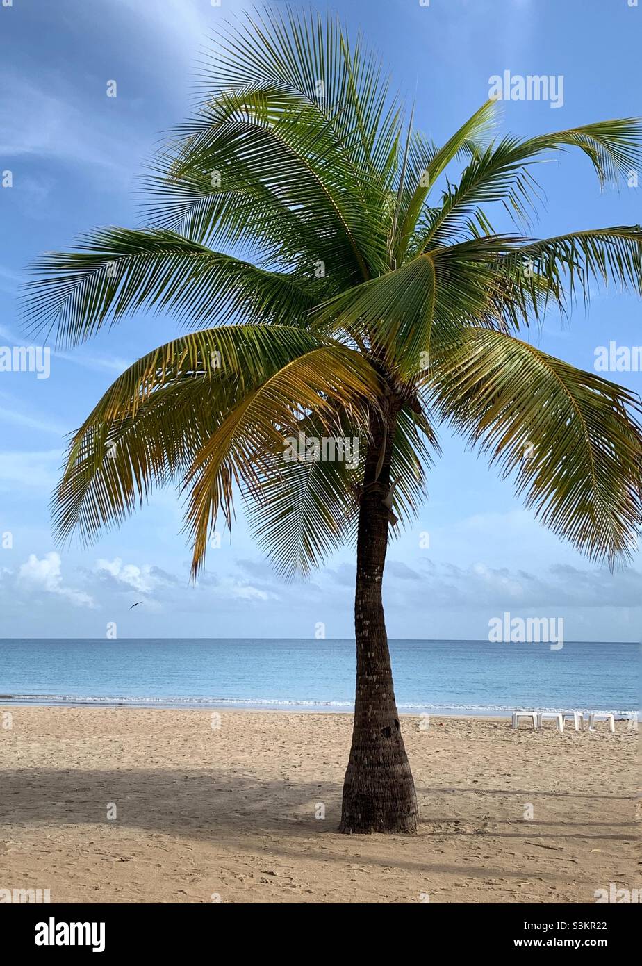 Una palma sulla spiaggia isla verde Puerto Rico. Foto Stock