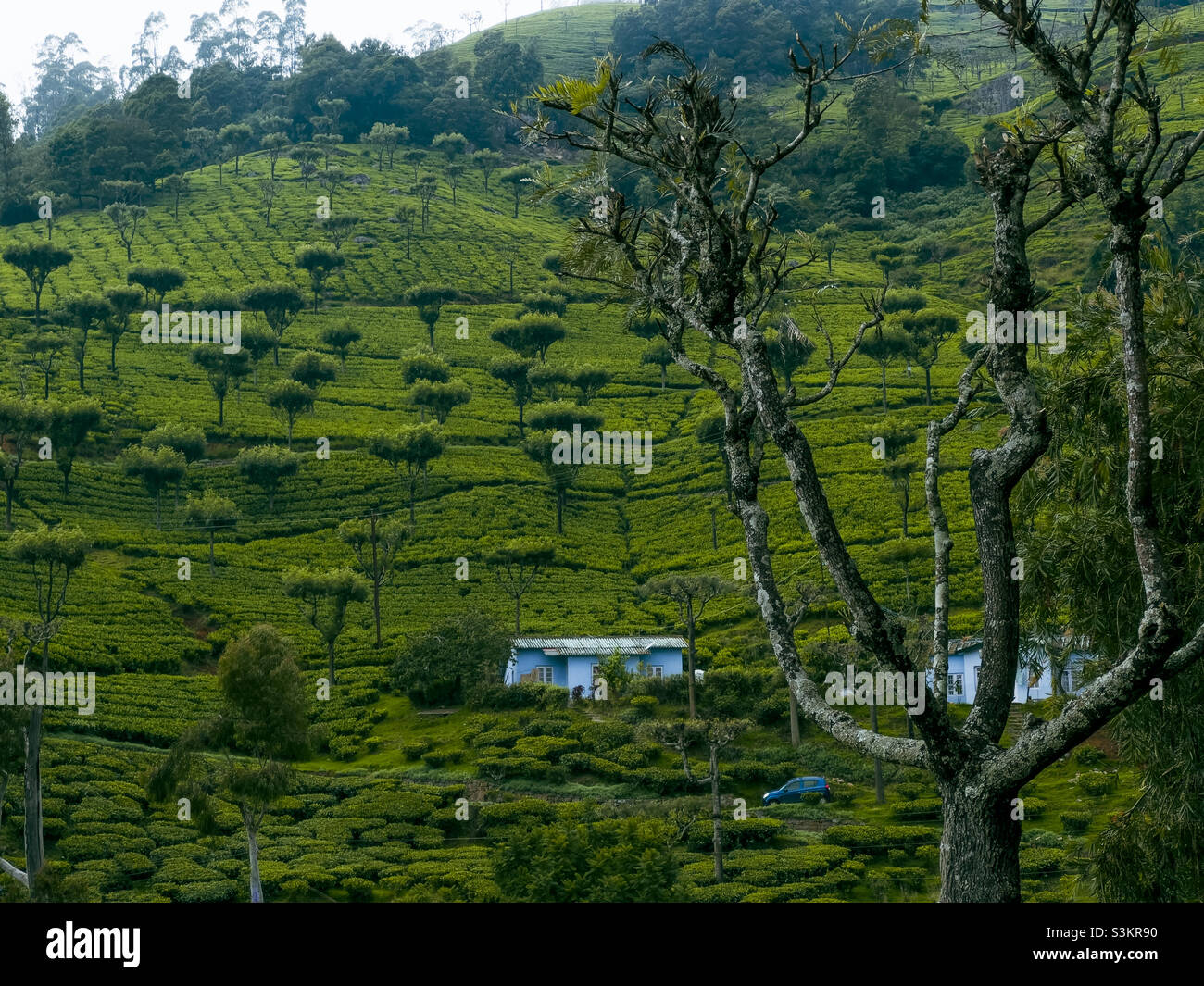 Alberi che crescono tra i giardini di tè in Ooty, Tamil Nadu, India. Foto Stock