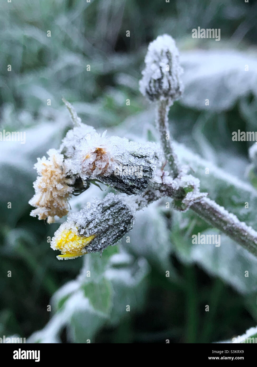 Un piccolo germoglio di fiori, giallo, chiuso, si siede vibrantemente nell'erba coperta di gelo, in attesa della primavera - Immagine stock catturata con smartphone
