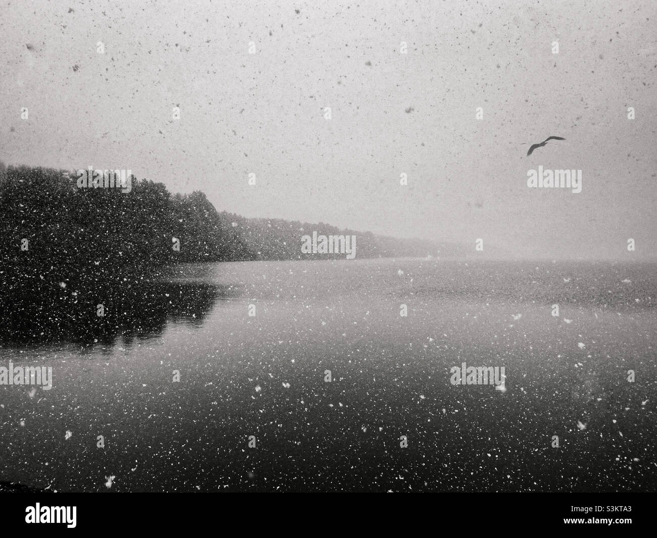 La neve cade sul lago artificiale di Rivington con l'uccello solato che vola Foto Stock