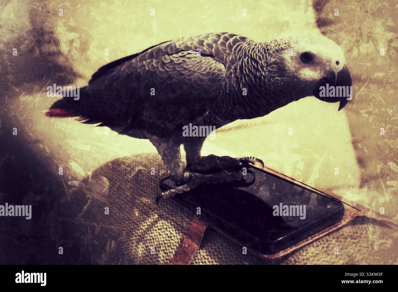 Baby African Grey Parrot in piedi su un telefono cellulare - Immagine stock catturata con smartphone
