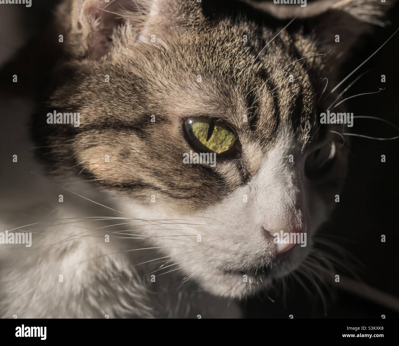 Immagine ravvicinata di un tabby anziano e di un gatto bianco Foto Stock