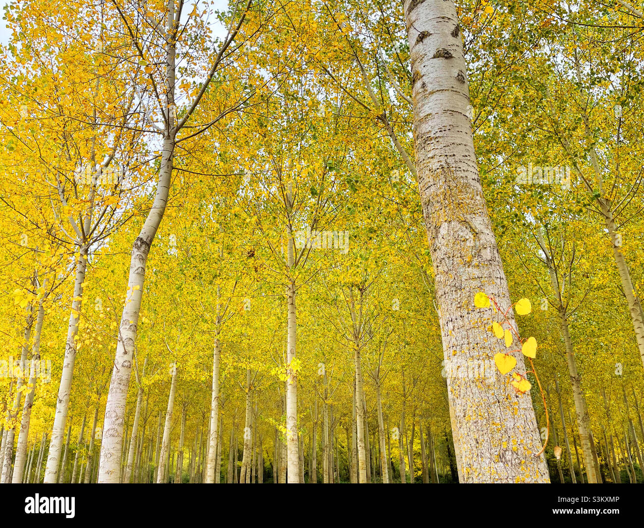 Foresta di autunno - Immagine stock catturata con smartphone