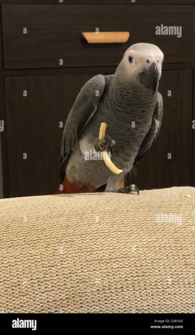 Pappagallo grigio africano che tiene un croccante - Immagine stock catturata con smartphone