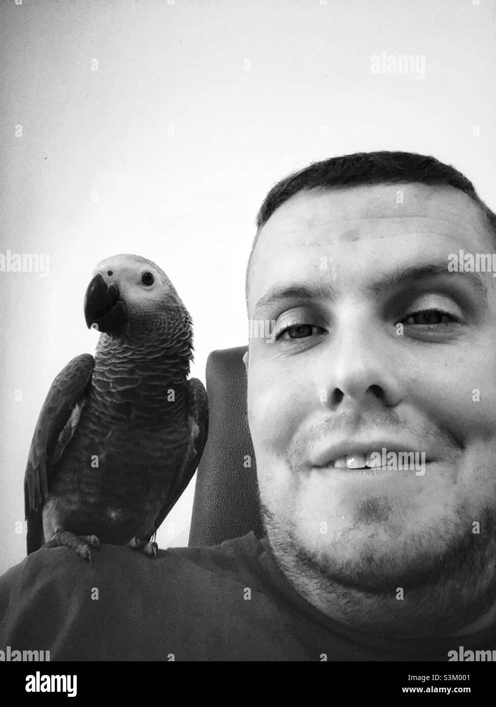 Baby African Grey Parrot seduto sulla spalla dell'uomo Foto Stock