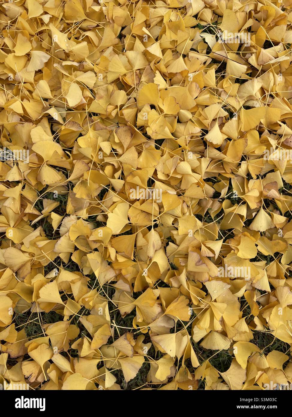 Sfondo pieno di foglie di autunno giallo ginkgo albero - Immagine stock catturata con smartphone