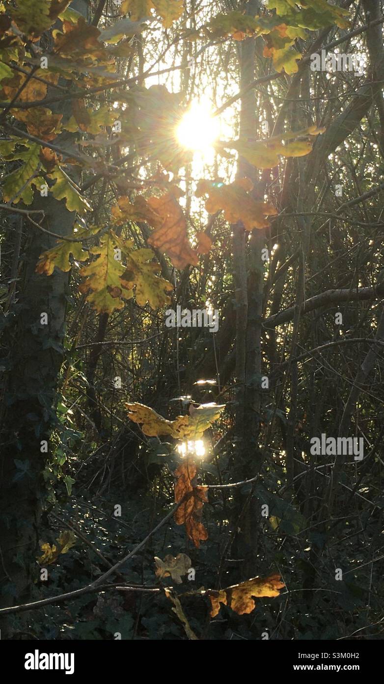 Autunnale, autunno, luce, oro, foglie, bellezza, natura, luce del sole, luce del mattino, alberi Foto Stock