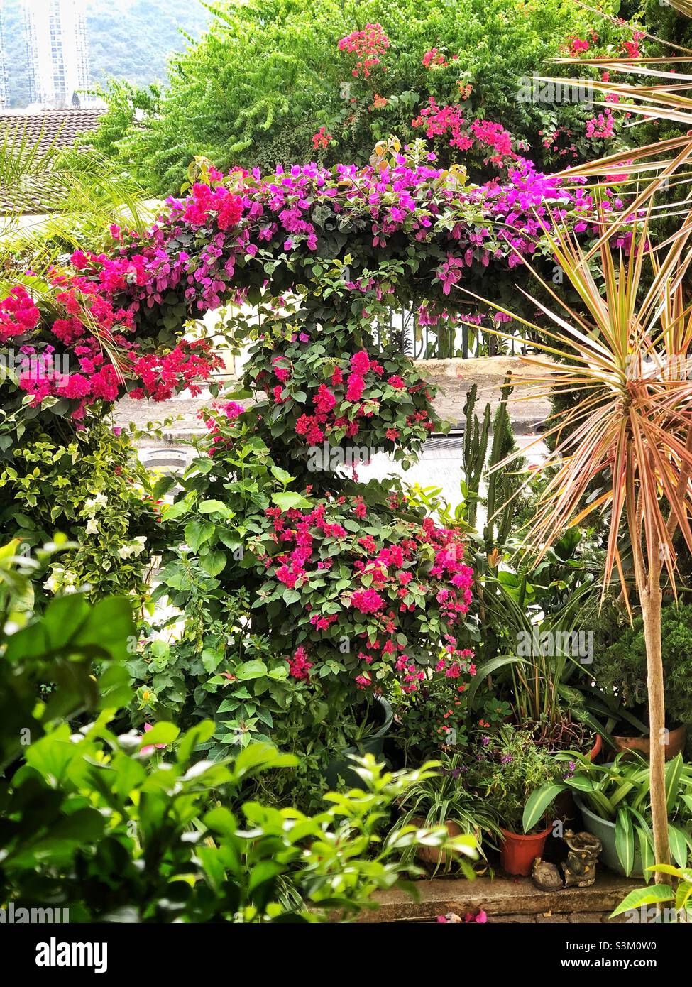 Esposizione di piante e fiori all'esterno di una casa a Discovery Bay, Lantau Island, Hong Kong Foto Stock