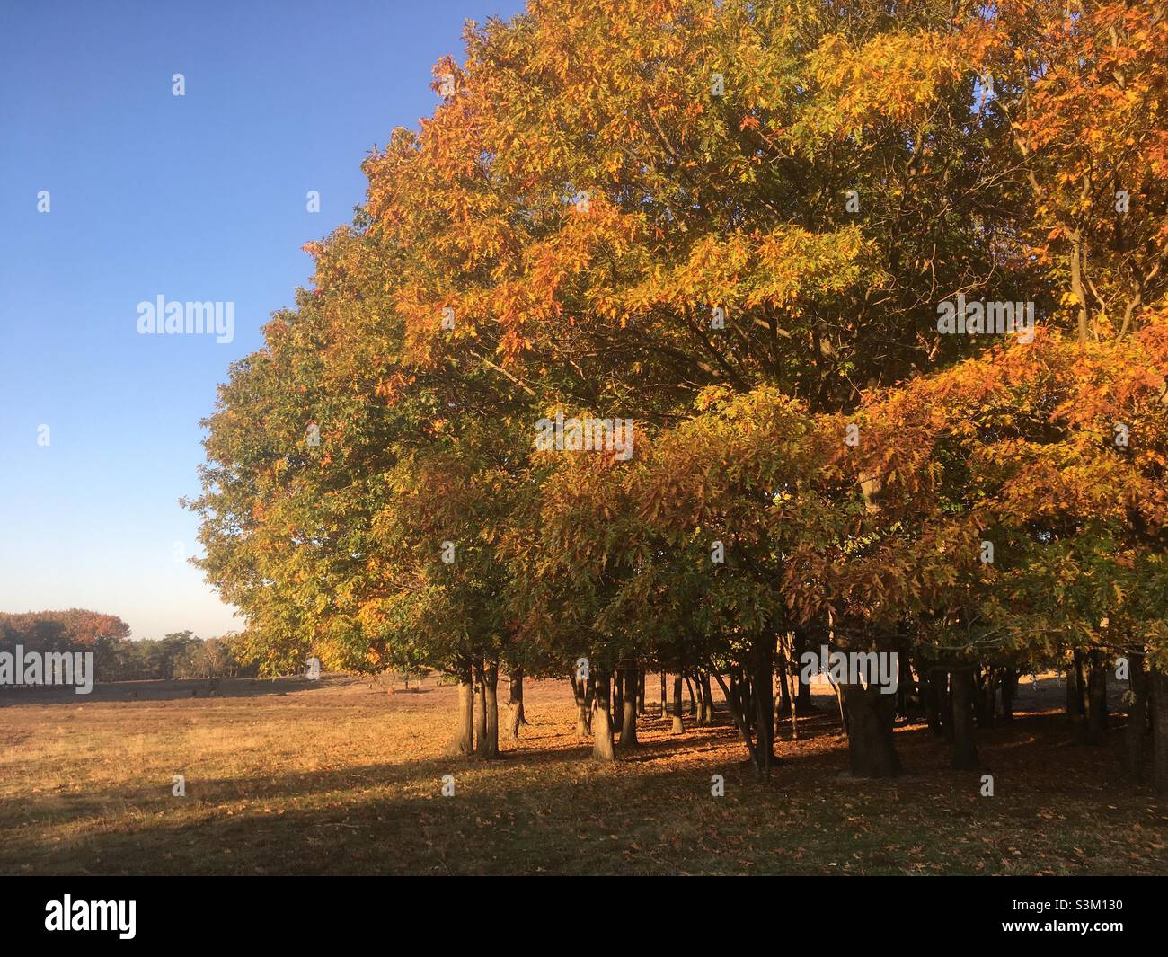 Paesaggio forestale con colori autunnali Foto Stock