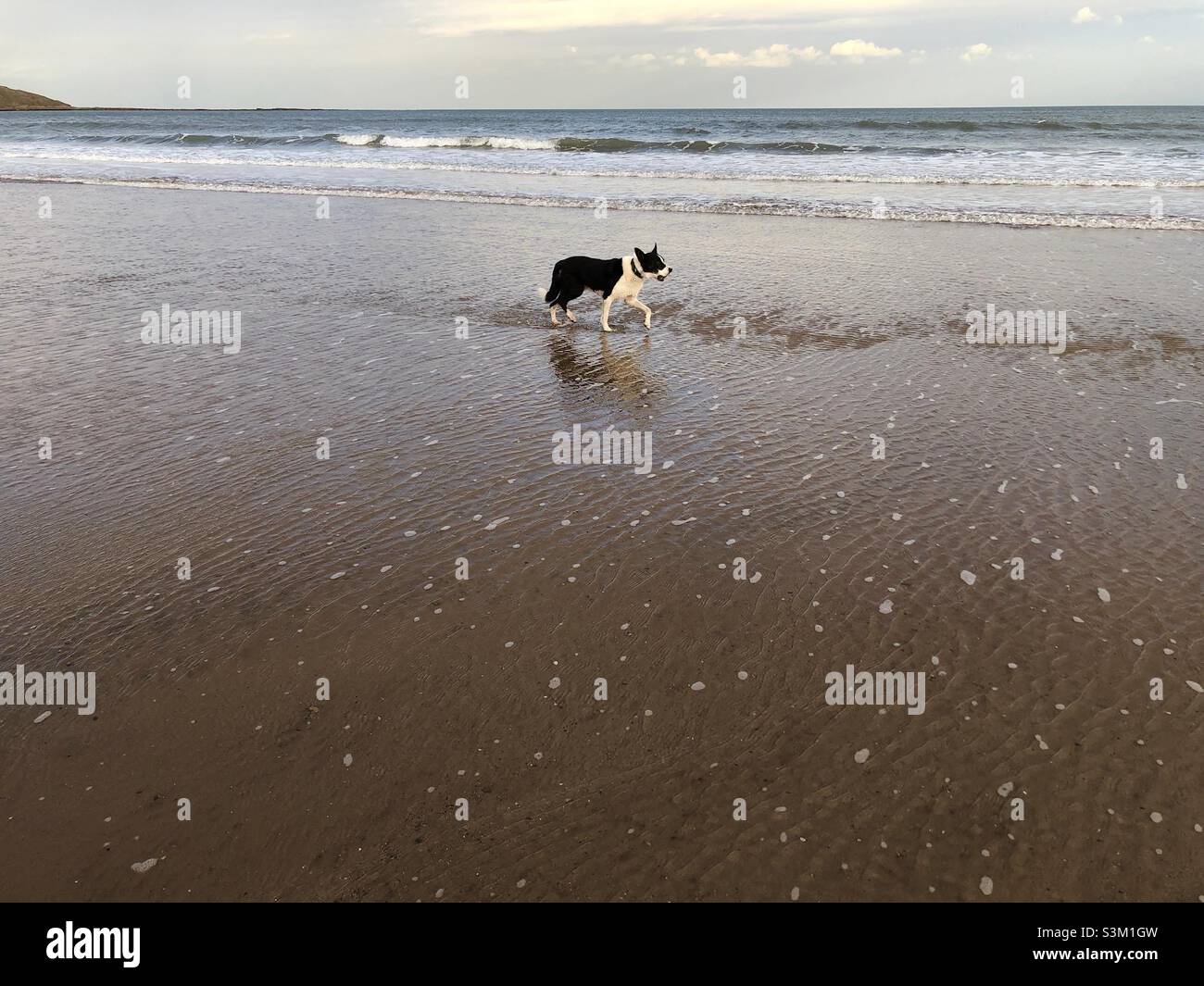 Cane in acque poco profonde - Immagine stock catturata con smartphone