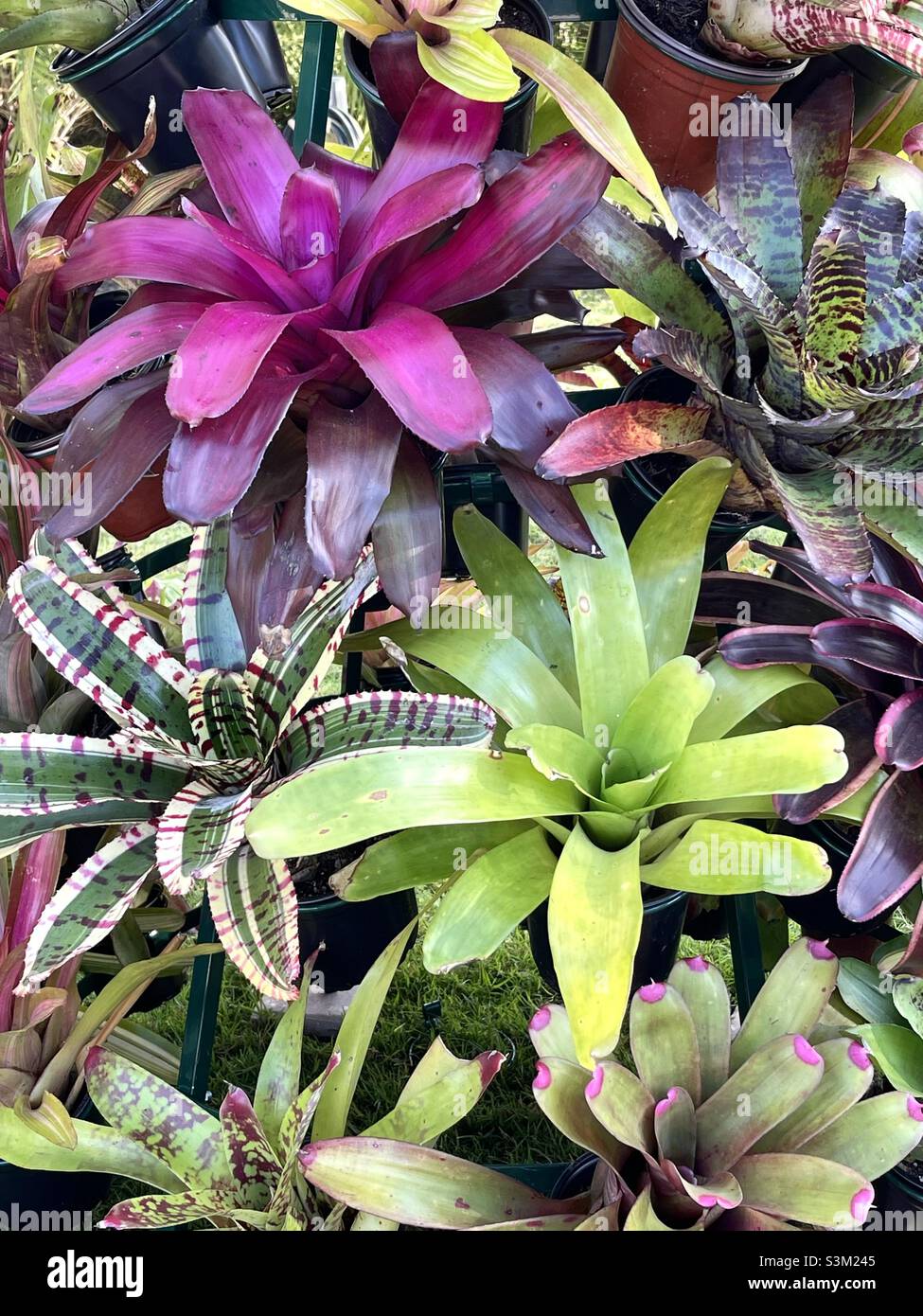 Varietà di piante tropicali di bromeliad, Florida Foto Stock