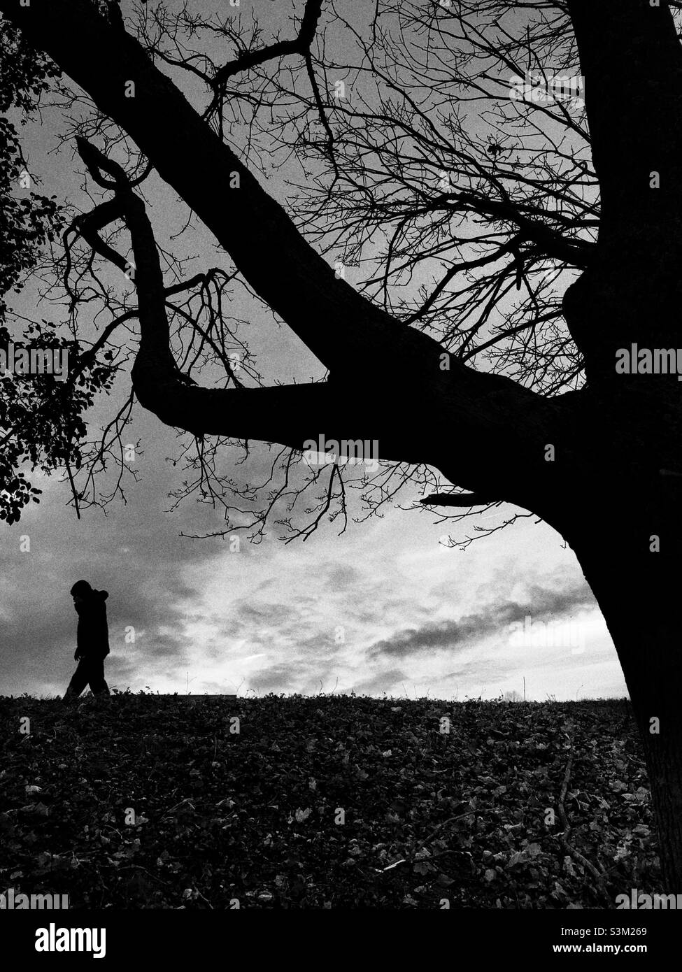 L'uomo che cammina passa un albero contro il cielo drammatico in un giorno d'inverno Foto Stock