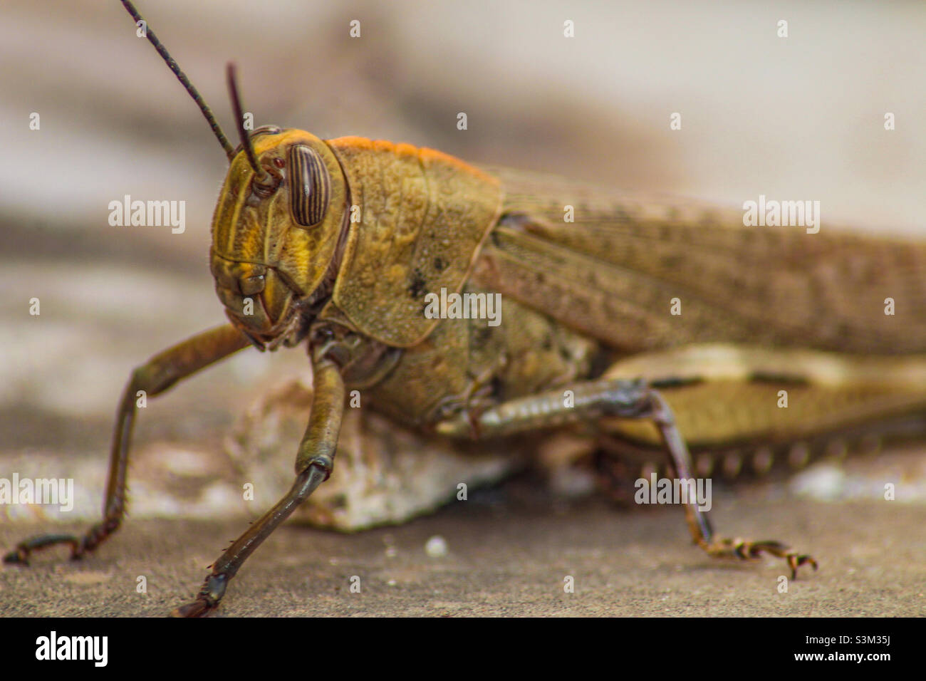 Una grande cavalletta - Immagine stock catturata con smartphone