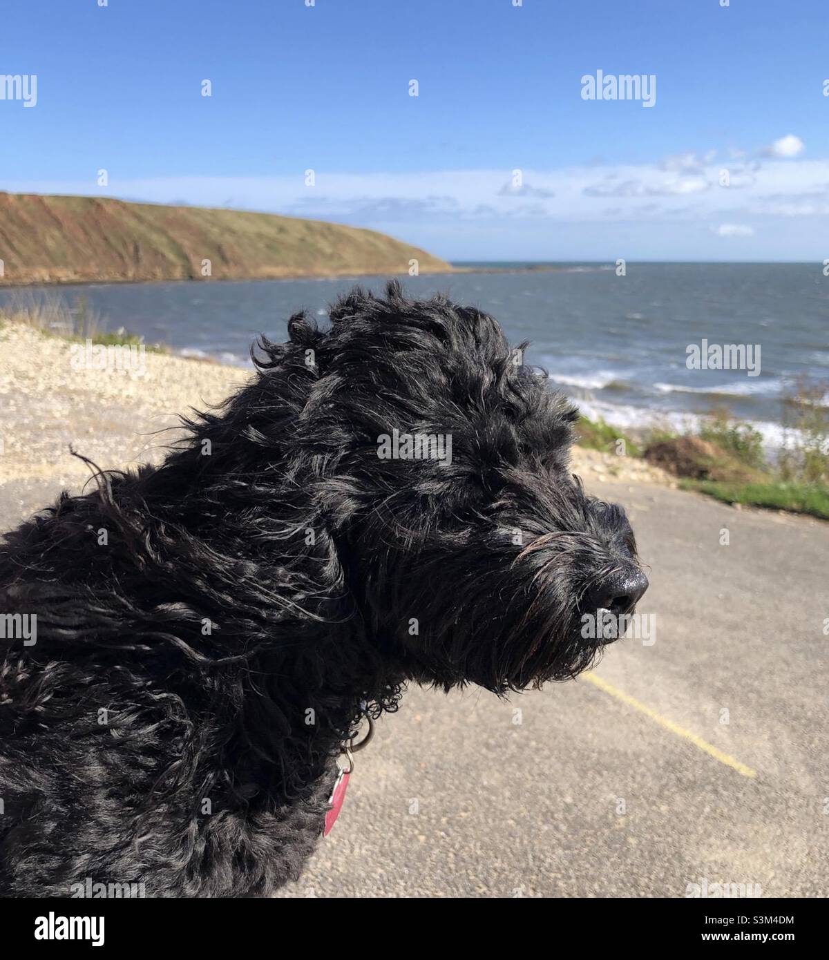 Cockapoo nero che si affaccia in un forte vento - Immagine stock catturata con smartphone