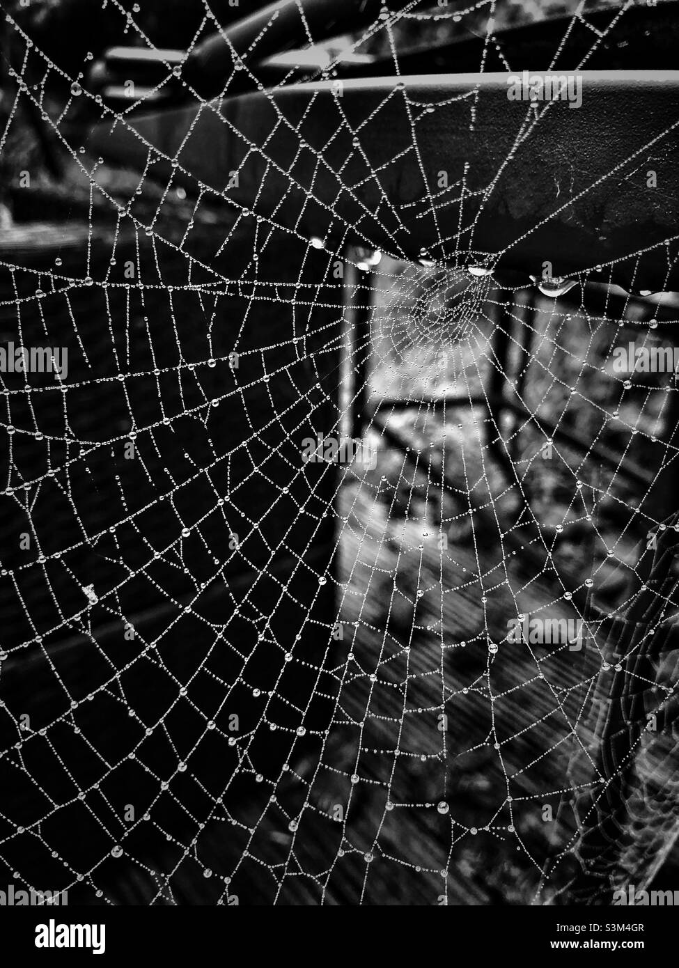 Primo piano di una rete di ragni in un giardino dopo una tempesta - Immagine stock catturata con smartphone