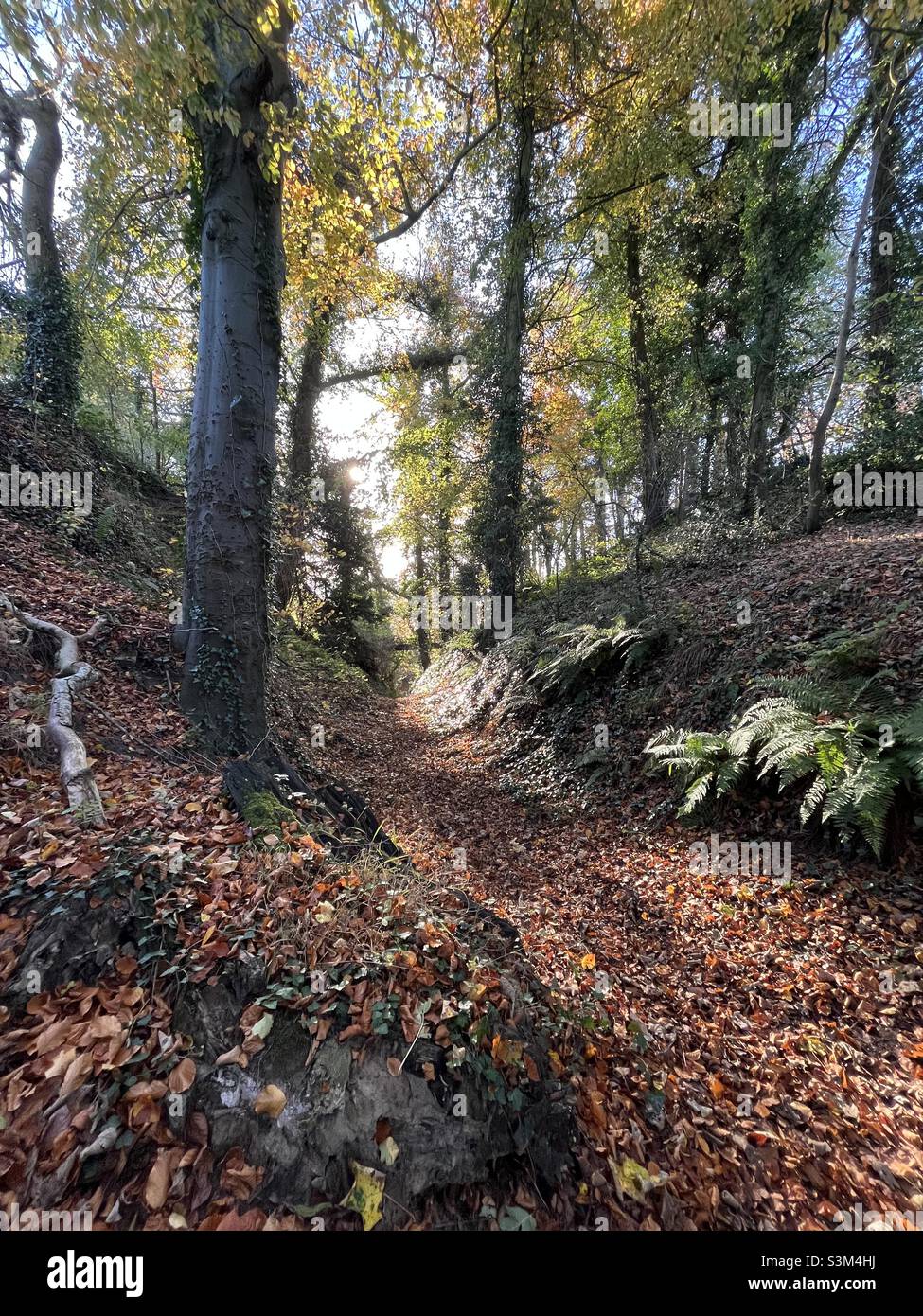 Il sentiero conduce in autunno attraverso una faggeta inglese - Immagine stock catturata con smartphone