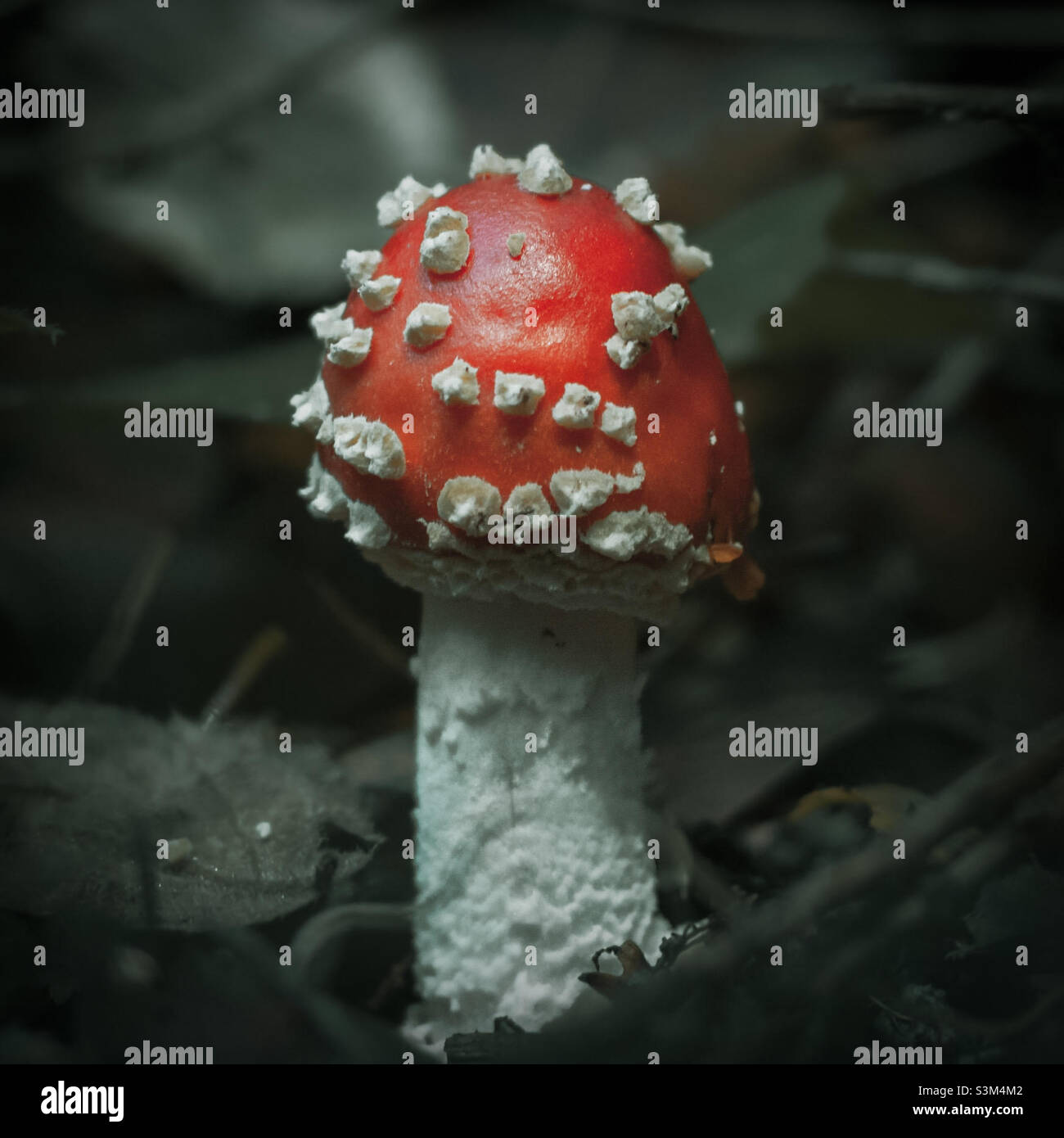 Fungo rosso e bianco di amanita muscaria che cresce fuori dal pavimento di foresta oscuro, foglia littered - Immagine stock catturata con smartphone