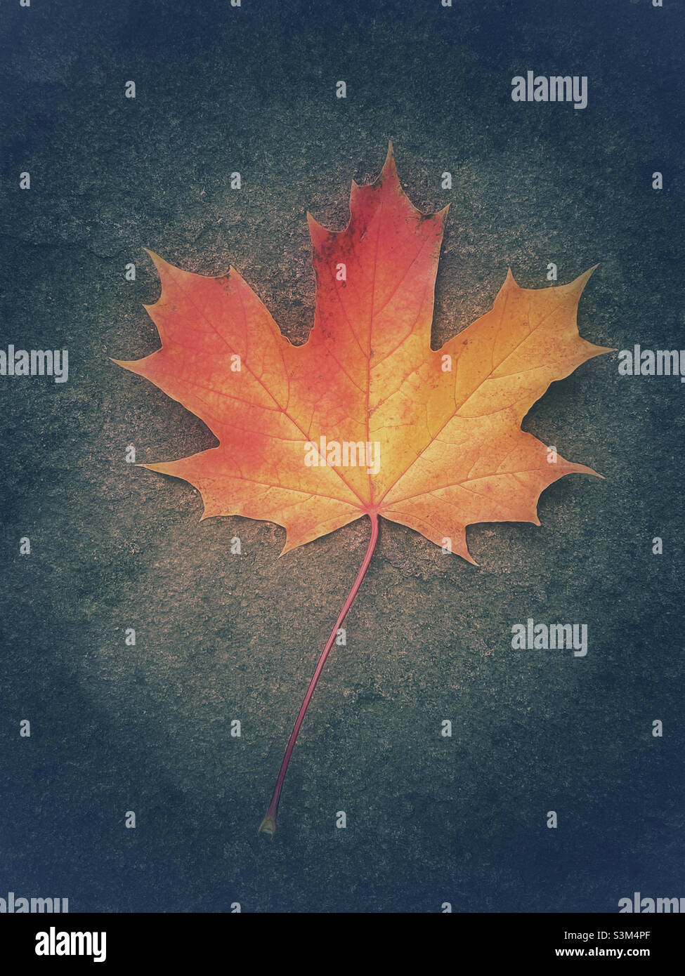 Una foglia di acero soletta mostra i colori dell'autunno (autunno). La foglia sta lentamente morendo e diventa gialla e poi rossa. Foto ©️ COLIN HOSKINS. Foto Stock