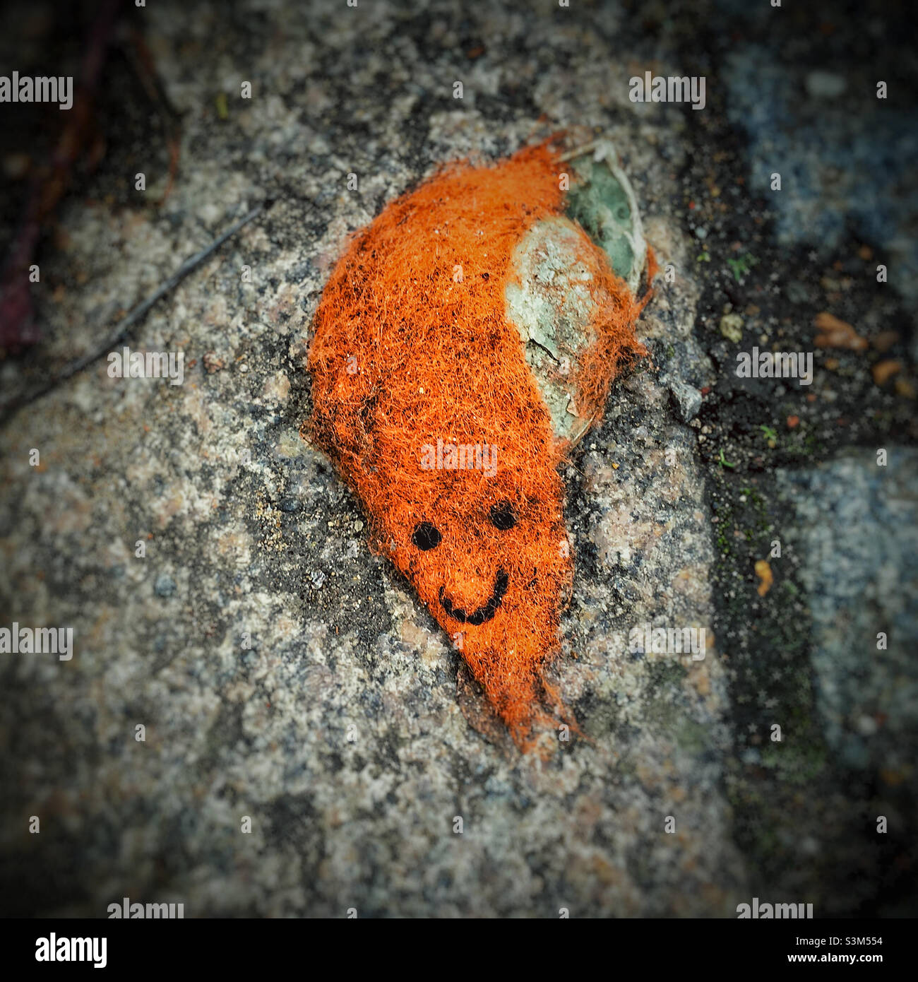 Masticò i resti di una palla da tennis arancione Foto Stock