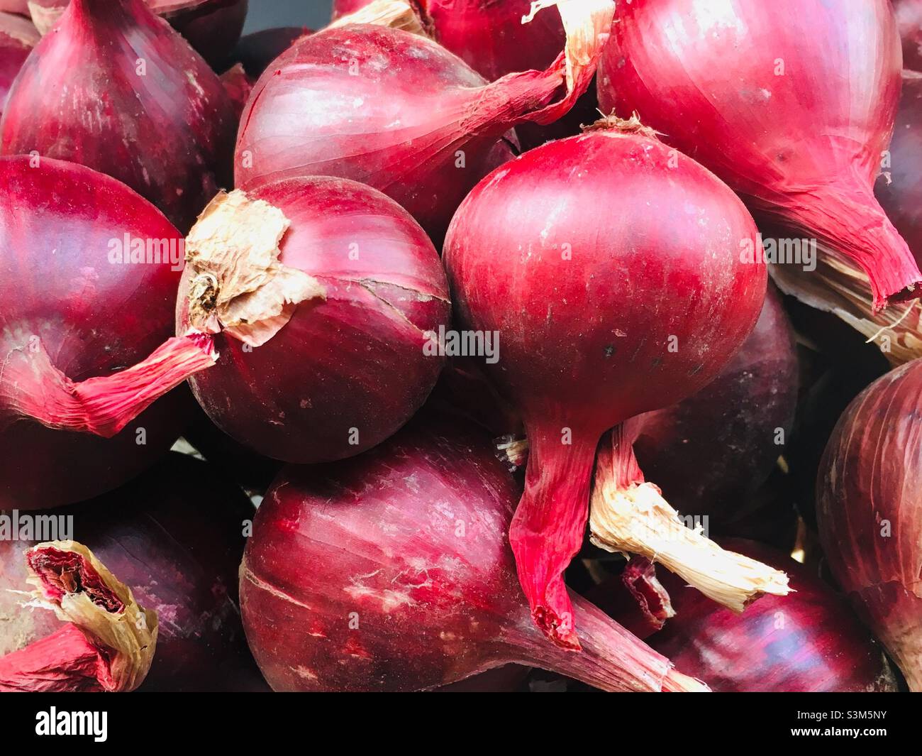 Cipolle rosse biologiche coltivate in casa Foto Stock